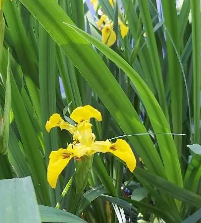 فندق مبيت وإفطار Les Roulottes Des Ris 3*